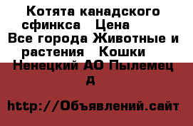 Котята канадского сфинкса › Цена ­ 15 - Все города Животные и растения » Кошки   . Ненецкий АО,Пылемец д.